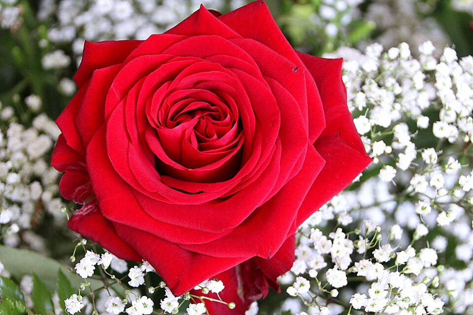 Red rose romantic gypsophila