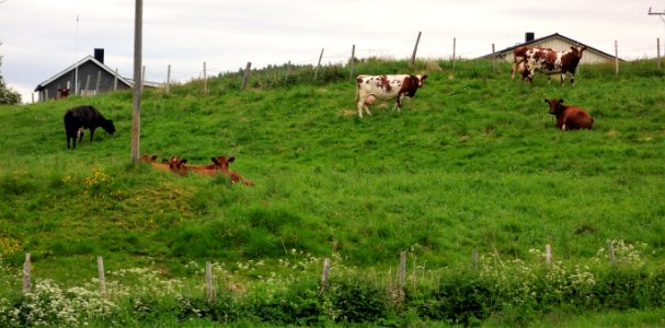 DSC08132 