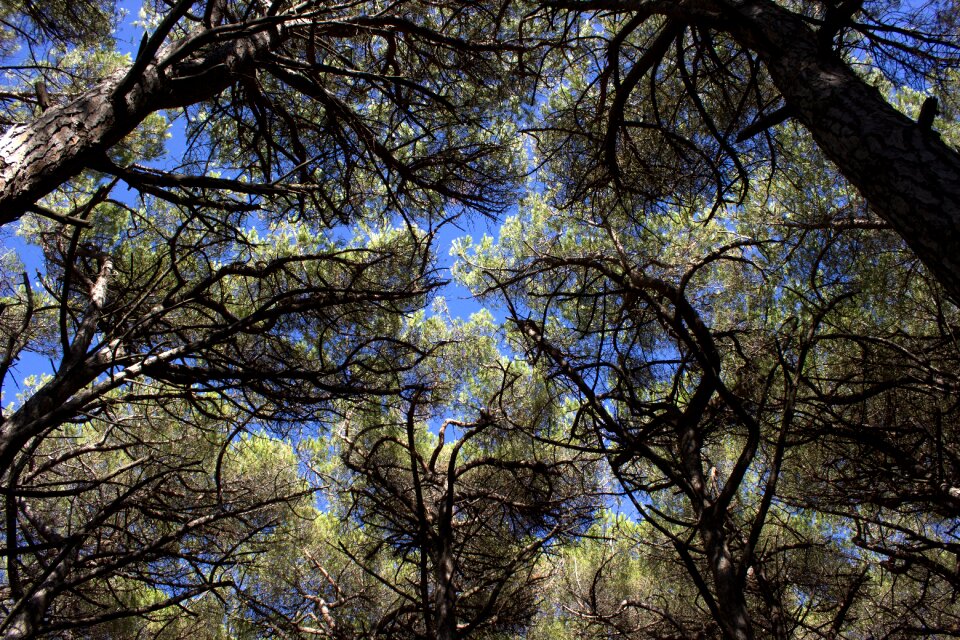 Italy pinus pinea pine
