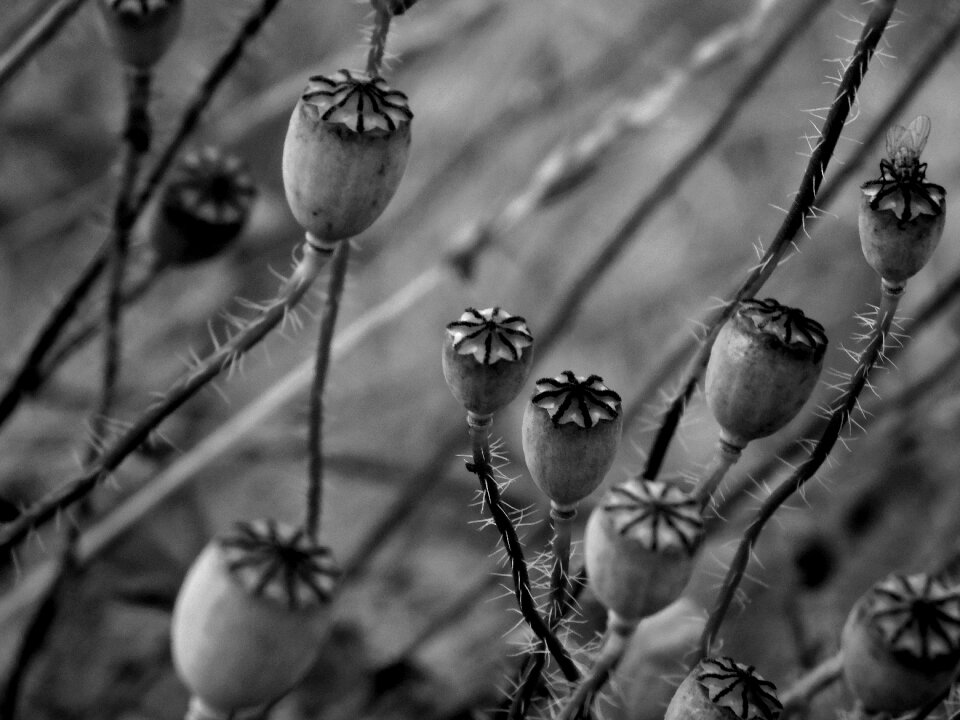 Klatschmohn close up poppy buds black and white