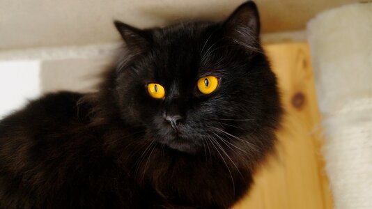 Black view cat's eyes photo