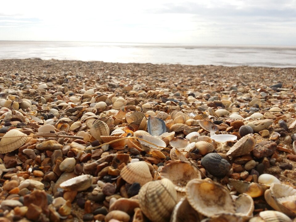Beach sea shell coast