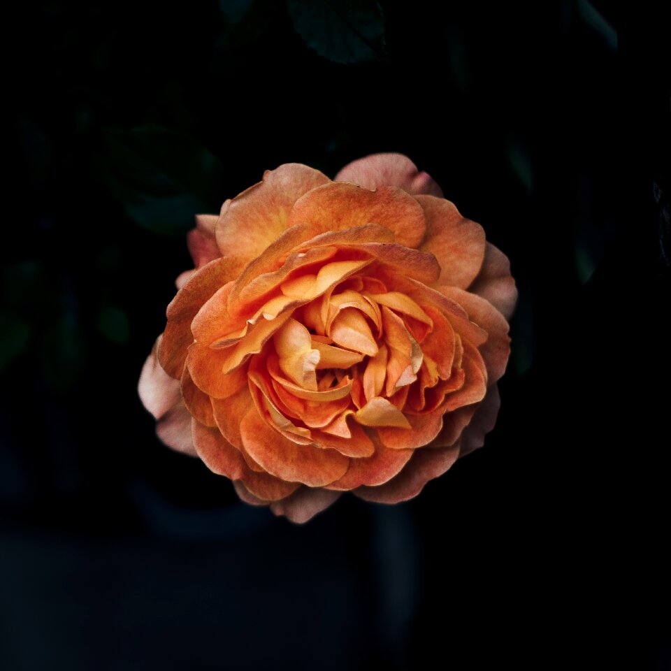 Blossom flora flower