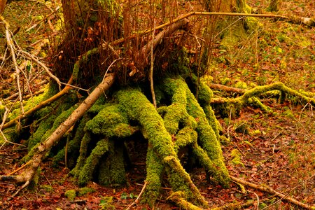 Tribe root forest photo