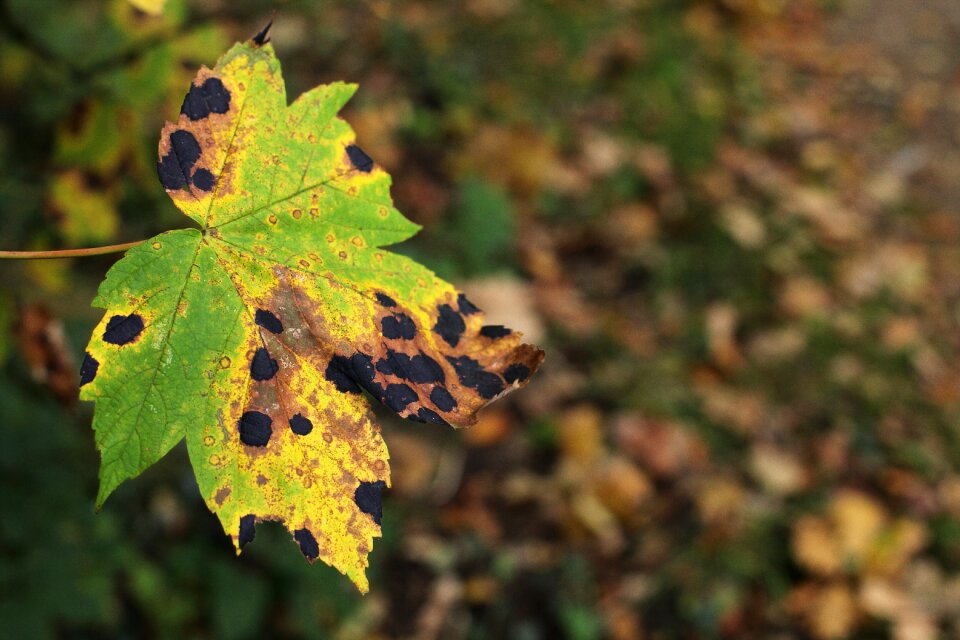 Pest tar stains maple wrinkle scab