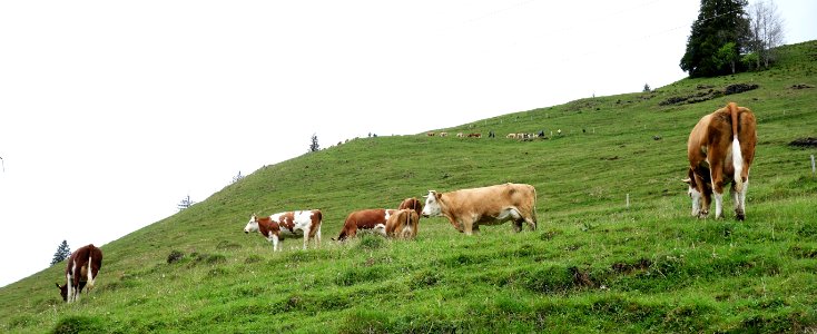 DSC07390 
