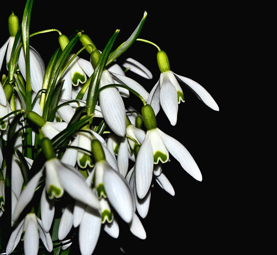 Spring white flower