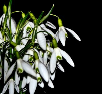 Spring white flower