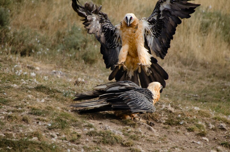 Falconry plumage animal world