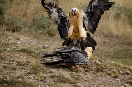 Falconry plumage animal world