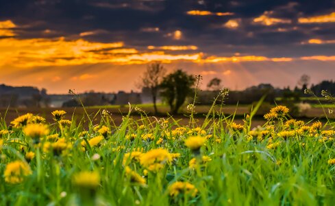 Flower yellow meadow photo
