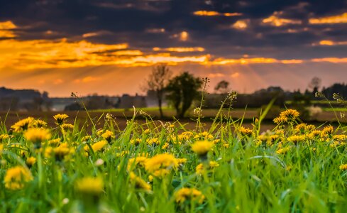 Flower yellow meadow