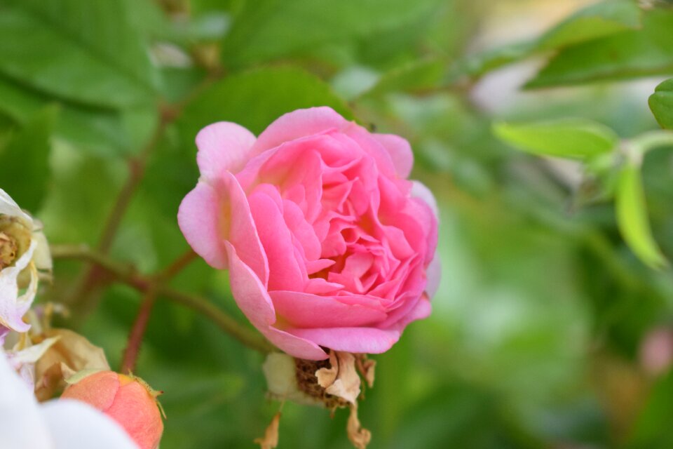 Summer nature flowers