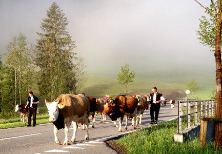 DSC07009 