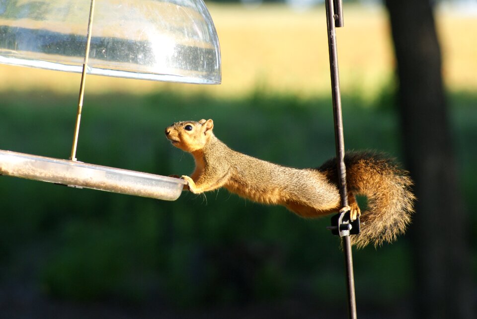 Squirrel hungry acrobat