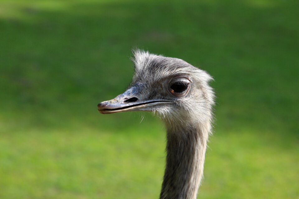 Ostrich creature close up