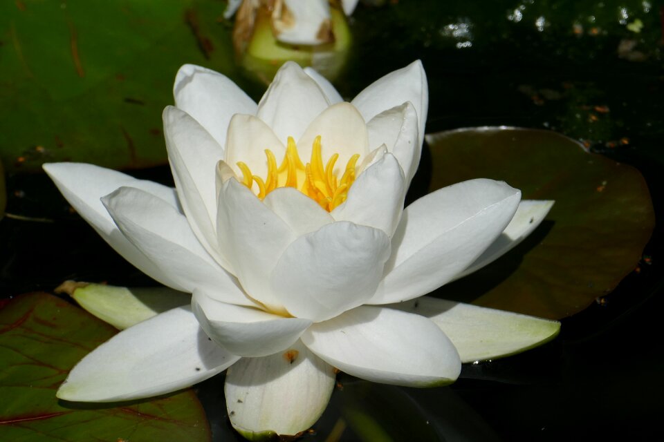 Water aquatic plant flower