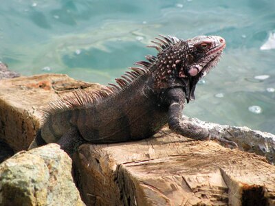Sea lizard nature photo