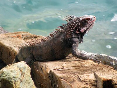 Sea lizard nature