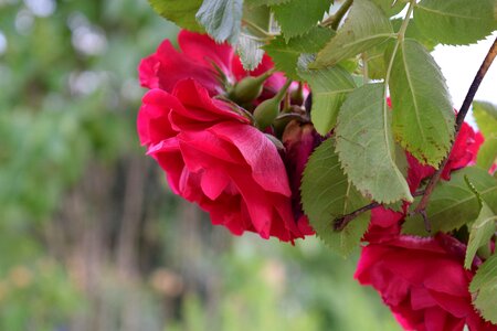 Flowers garden pink rose photo