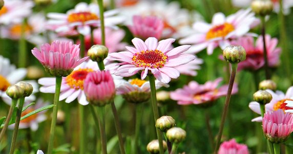 Argyranthemum frutescens plant flowers