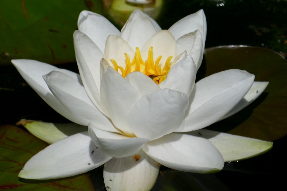 Water aquatic plant flower