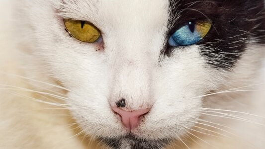 Stray animal kitty