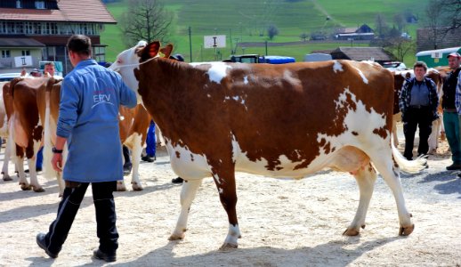 DSC06185 