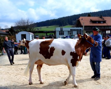 DSC06266 