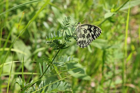 Summer animal wing photo