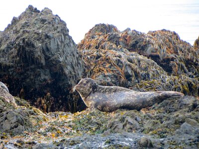 Weed kelp coast photo