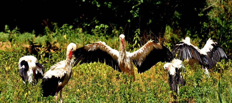 White stork bird plumage