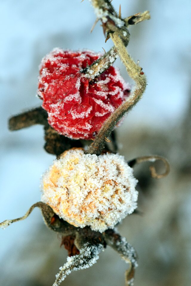 Frozen rosehips winter frost