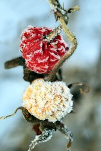 Frozen rosehips winter frost