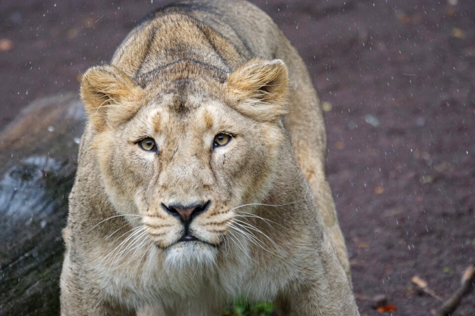 Female big cat predator photo