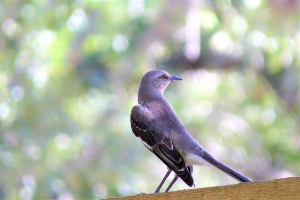 Song bird wild nature