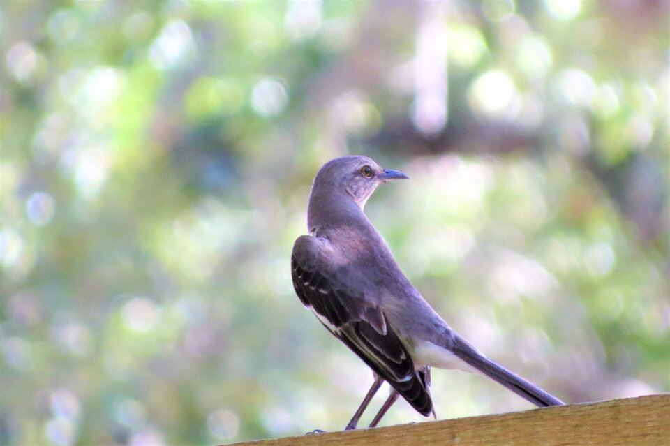 Song bird wild nature photo