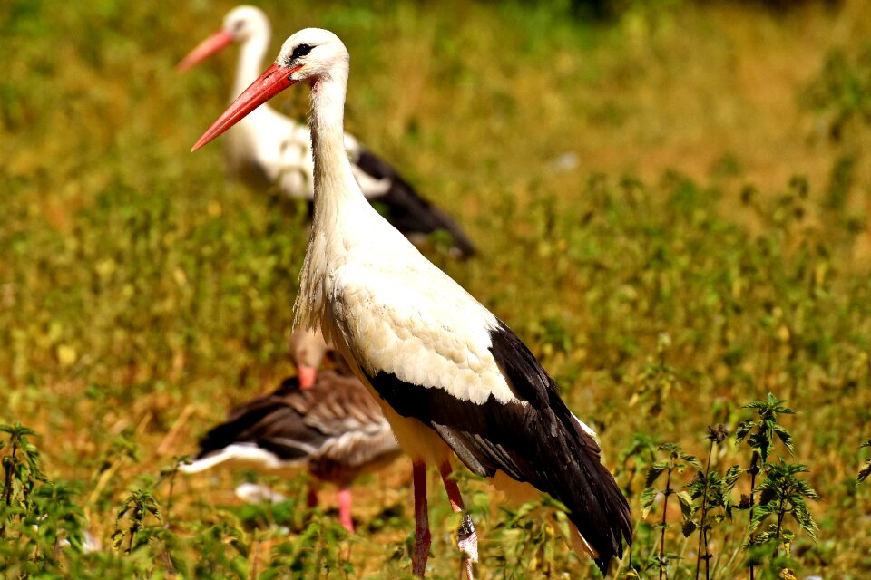 Plumage nature animals