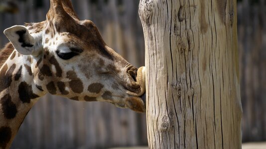 Zoo giraffe leipzig