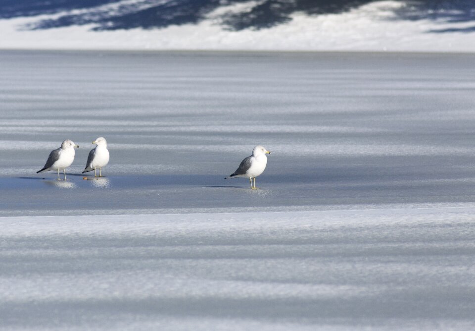 Bird wildlife coast