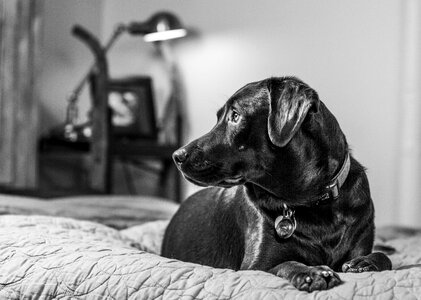 Bed comfy animal