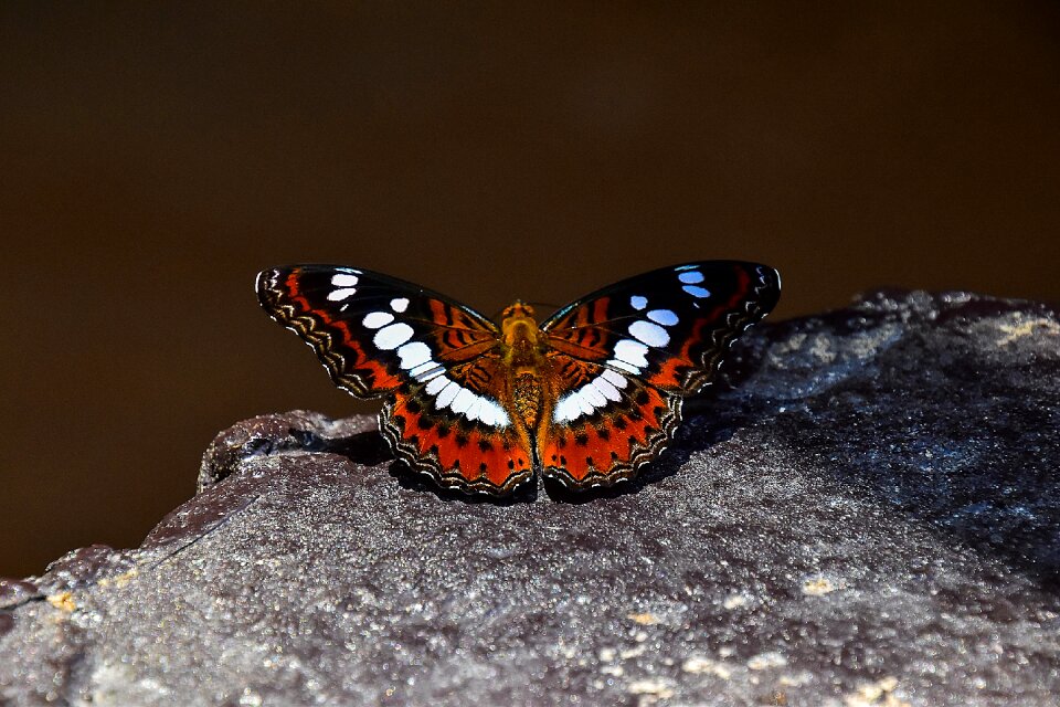Butterfly insects animals