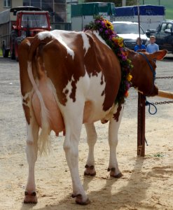 DSC04861 