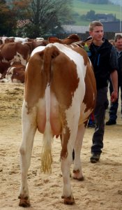 DSC04785 