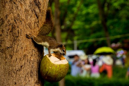 Animals squirrel holding a coconut