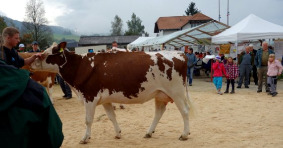 DSC04730 