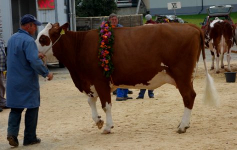 DSC04721 