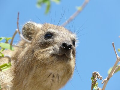 Wild mammal grazing photo