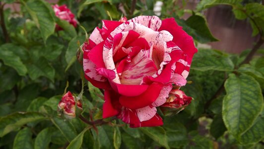 Rosebush nature rose list