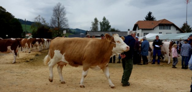 DSC04694 